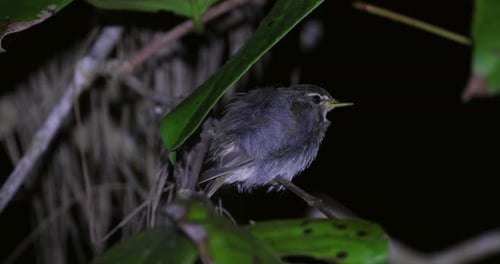 Small Warbler Perched on Branch Amidst Green Leaves at Night