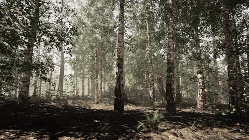 A Dense Birch Forest with Towering Trees Reaching Towards the Sky
