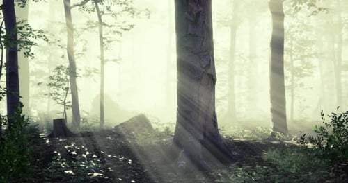 Sunlight Filters Through Trees in a Serene Forest During the Early Morning
