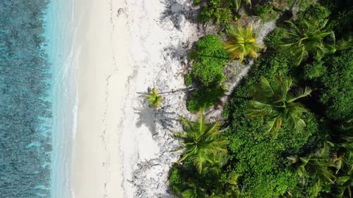 Tropischer Strand der Malediven mit Palmen und transparentem blauem Meer von oben nach unten
