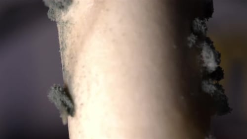 Close-Up of a Moldy Paper Straw – Nature's Takeover