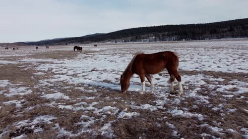 Horses grazing on field in winter close up circled
