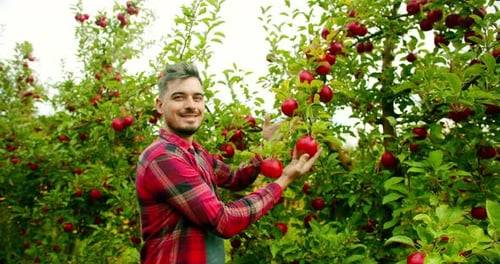 Männlicher Landwirt erntet im Sommer Äpfel
