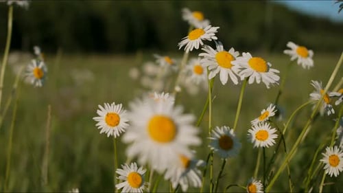 Beautiful Daisies in Meadow on Clear Sunny Day