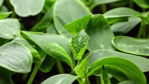 Fresh Green Plants Growth In Time Lapse Sprouts Germination From Seeds In Soil Beautiful Agriculture