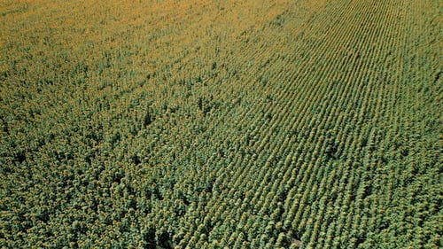Drone Aerial View of A Sunny Field of Sunflowers in Glowing Yellow Light A Bright Yellow and Fully