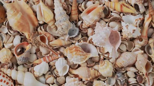 Muscheln an der Küste. Herzmuscheln. Hintergrund rotierender Muscheln