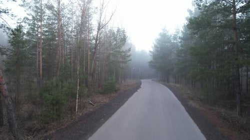 Foggy Road Through Forest