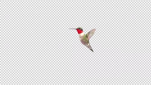 Hummingbird 4