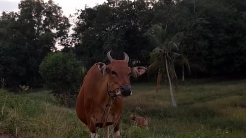 Brown Cow Standing in Rural Field