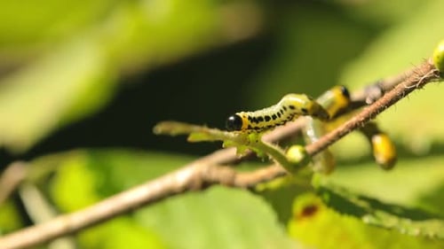 Caterpillar lies on a branch in the forest