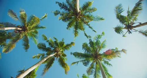 Coconut palm trees against blue clear sky at the beach during warm sunny summer day. Wind shakes the