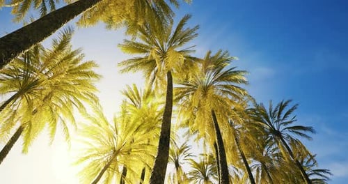 Tropical Palm Trees Swaying in Sun Drenched Sky