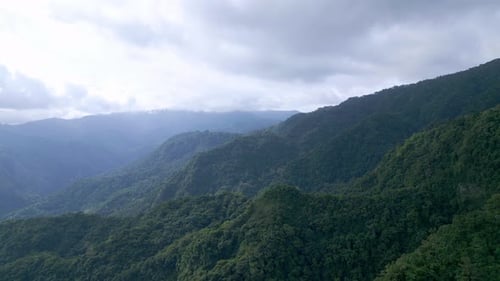 Aerial View on Forest Nature and Green Wood Trees in Fog Landscape of Mountains