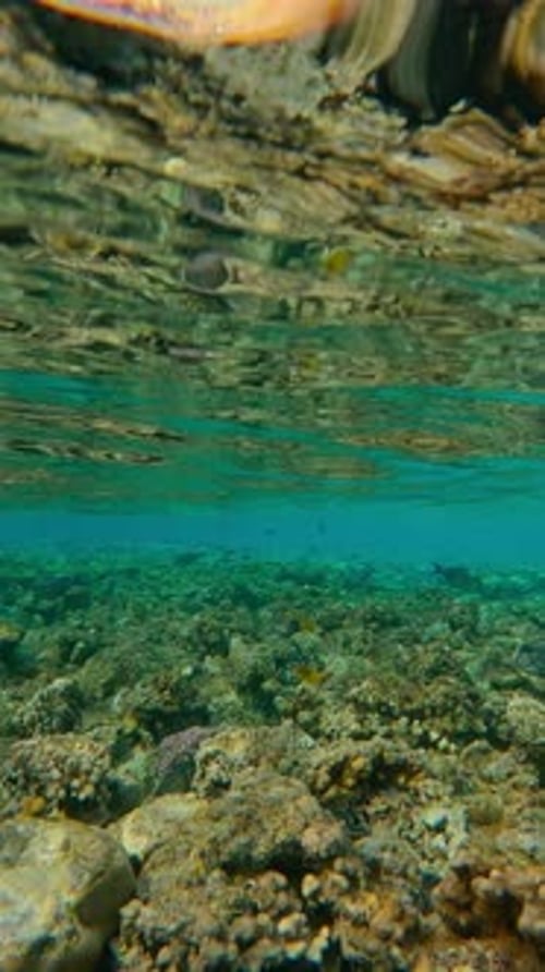 Various tropical fishes swimming over flat-top on shallow coral reef