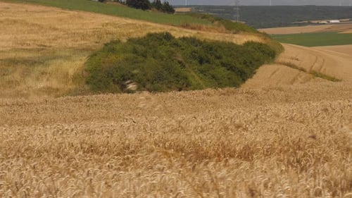 Field of Wheat