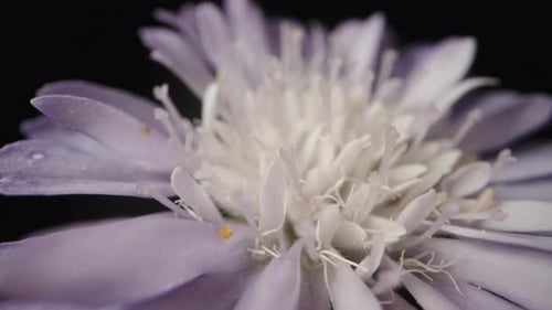 Side view macro slider shot of a lavender-colored cornflower rotating.