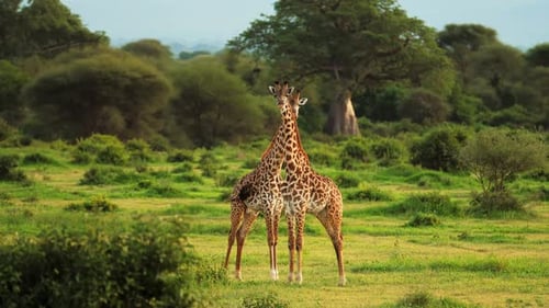 Die Giraffe Giraffa camelopardalis ist ein afrikanisches Huftier mit geraden Zehen