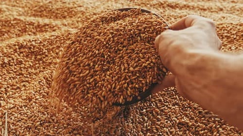Human hand pouring wheat into a bowl Slow motion