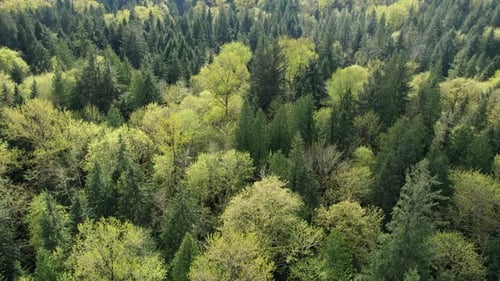 Backwards Aerial Over Lush Green Forest Tree Canopy