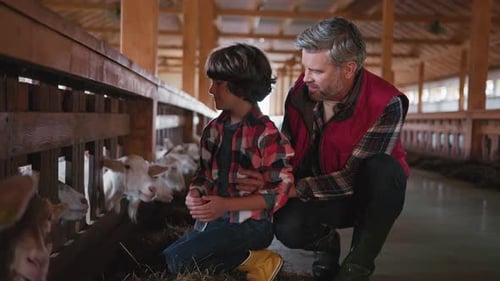 At Sunlight Handsome Man Farmer with Son Smiling Stroking Feeding Goat in Barn with Livestock Ranch