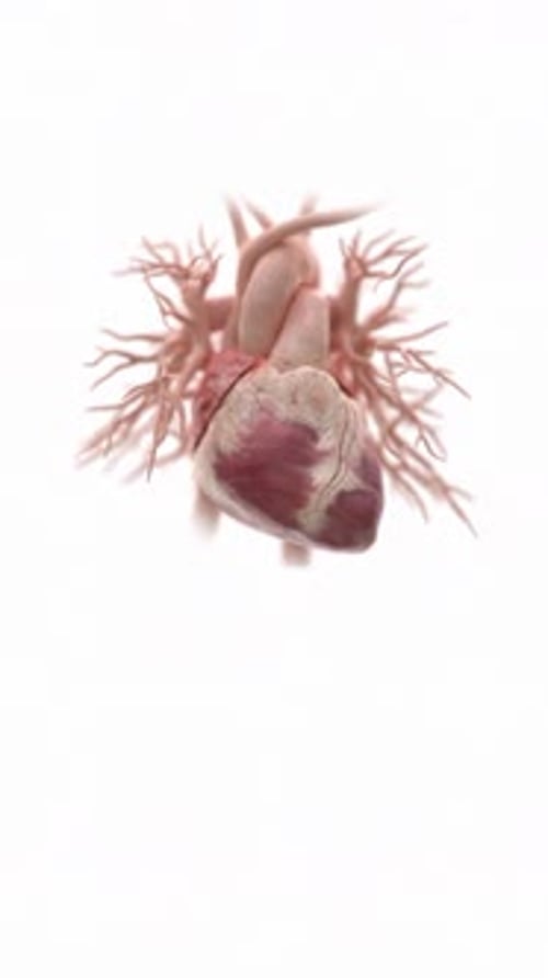 Animated Heart Beating Anatomical Model on White