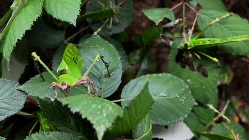 an insect that is difficult to recognize can be seen