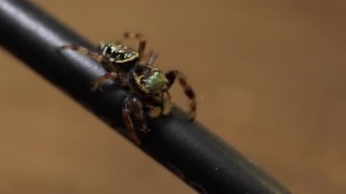 Wildlife in Focus: Intricate Jumping Spider on a Black Cable