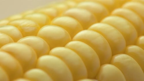 Closeup view of fresh sweet corn on the cob