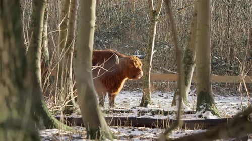 Furry highland cow bull ruminating in winter forest, exhaling vapor.