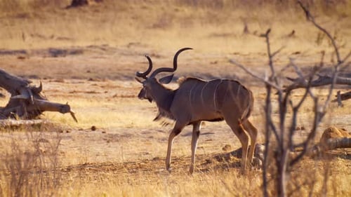 Kudu-Männchen unterwegs in Afrika