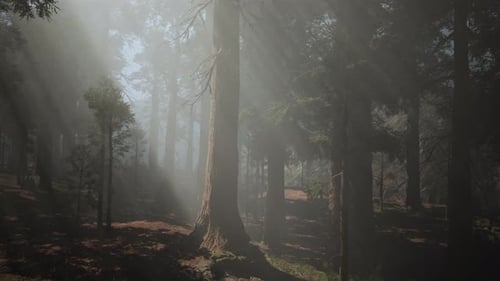 A Dense Forest with Towering Trees