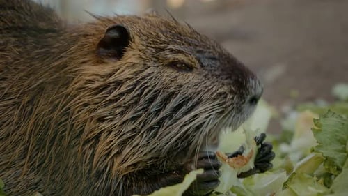 Nutria disfruta de repollo fresco en la granja durante el día
