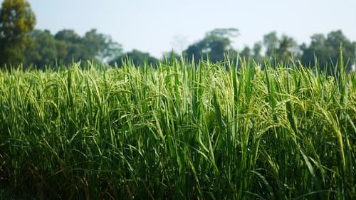 rice plants in the morning