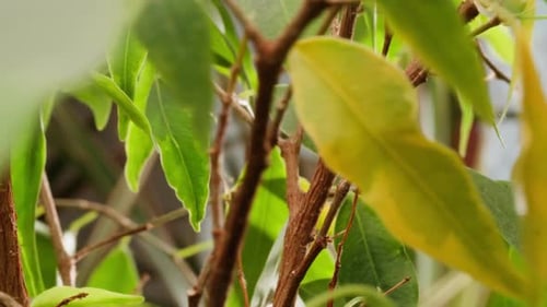 Green Plant Leaves and Brown Branches Close Up