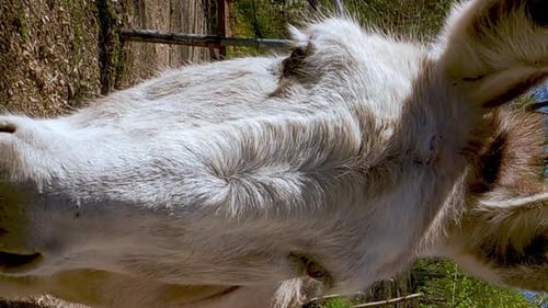 Cute and funny white donkeys look into camera. Close-up VERTICAL format