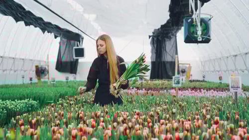 Greenhouse Worker Woman Works on Harvesting Tulip Flowers Grown Using Hydroponics Technology Young