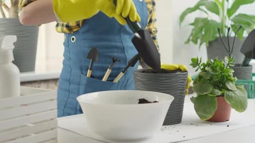 Home Garden a Woman Transplants Indoor Plants Into Cozy Indoor Flowerpots That Help Create Comfort