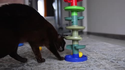 Black domestic cat touching the yellow balls carefully with its paw.