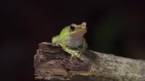 Malayan White-lipped Tree Frog (Chalcorana labialis) sitting on tree branch in jungle. Night safari