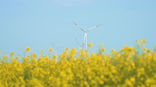 Large Wind Turbines Generators with Blades in Blooming Canola Rapeseed Field
