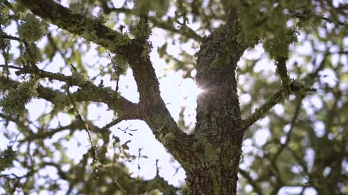 Sunlight Filtering Through Mossy Tree Branches