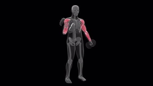 Anatomie der menschlichen Muskulatur, die Bizepslocken mit schweren Hanteln zeigt