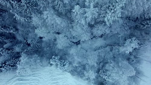 Snow Covered Forest Landscape Scenery in Winter Season