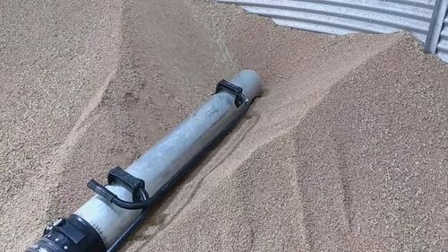 Getreidevakuum saugt Weizen auf