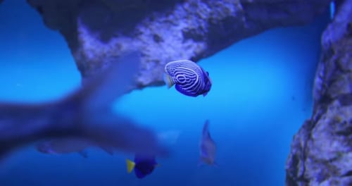 Fish Swimming in Beautiful Aquarium