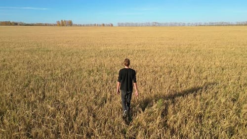 Man Walking Through a Large Golden Field on a Bright Sunny Day