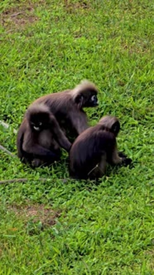 À la découverte de singes espiègles dans la luxuriante ville de Krabi, en Thaïlande, au milieu d'une