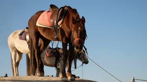 Horses Resting After the Walk