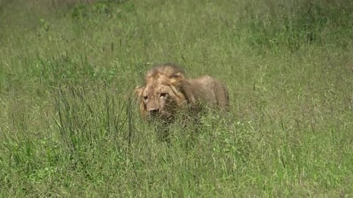 front view of male lion walking through high grass